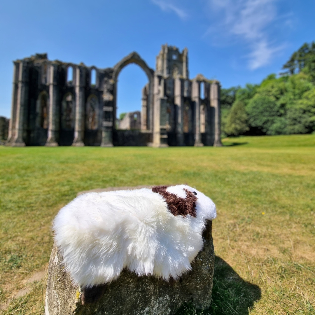 A sheepkin rug in front of the ruins of Fountains Abbey