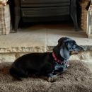 Image of Brown Curly Wool Sheepskin Pet Bed