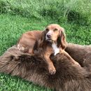 Image of Brown Luxury Sheepskin Pet Bed